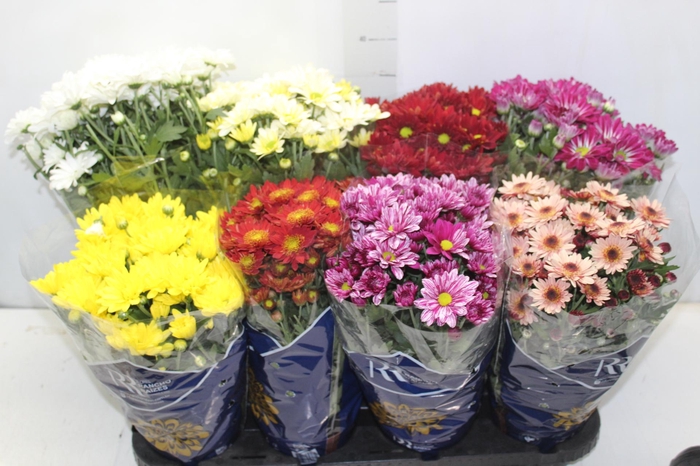 <h4>CRISANTEMO MINI P13</h4>