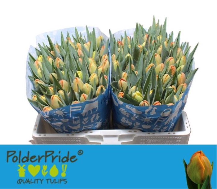 <h4>TU DU ICOON</h4>