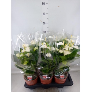 Anthurium andr. 'Snow Love'