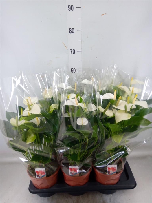 <h4>Anthurium andr. 'Snow Love'</h4>