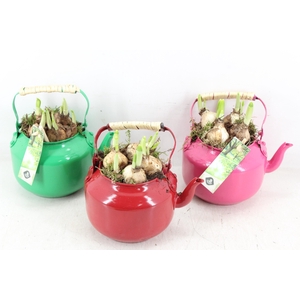 arr4 Narcis JS - Zink gieter colour x8