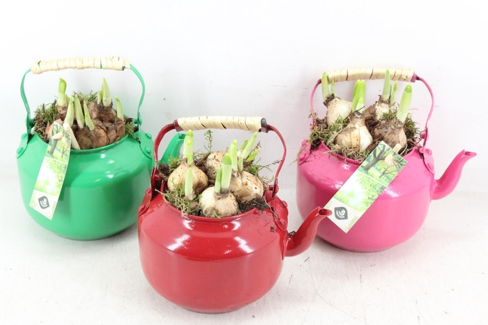 <h4>arr4 Narcis JS - Zink gieter colour x8</h4>