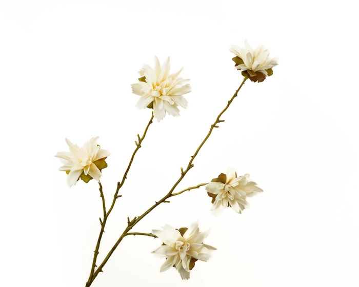 <h4>Zinnia Cream</h4>