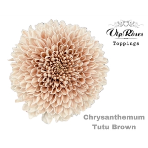CHR G Paint TUTU BROWN