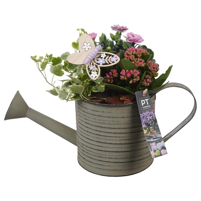 <h4>PTPP6823 Arrangement Patio in metalen gieter</h4>