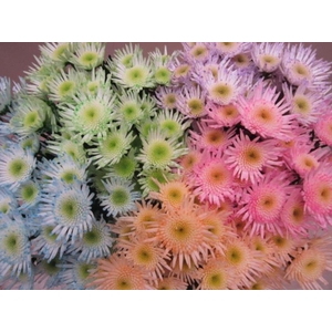 Chr S Maradona Sweet Mix