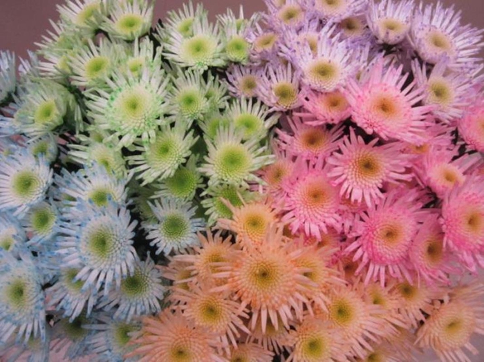 <h4>Chr S Maradona Sweet Mix</h4>