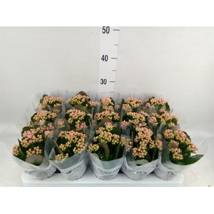 Kalanchoe  'MoreFlow Lillian'