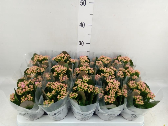 <h4>Kalanchoe  'MoreFlow Lillian'</h4>