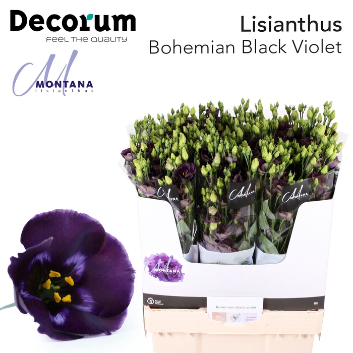 Lisianthus Bohemian black violet 75cm