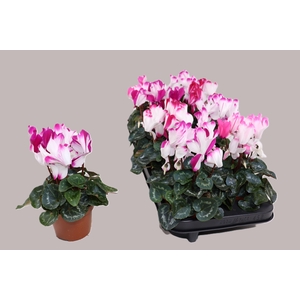 CYCL MD SUP FUSIO MI