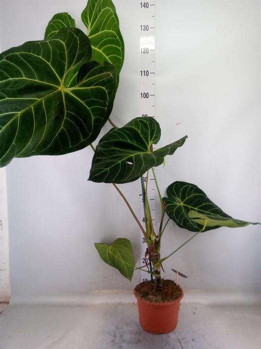 <h4>Anthurium   ...</h4>