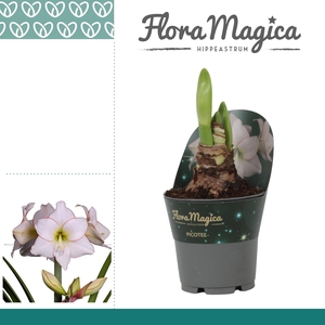 Amaryllis Picotee in potkraag