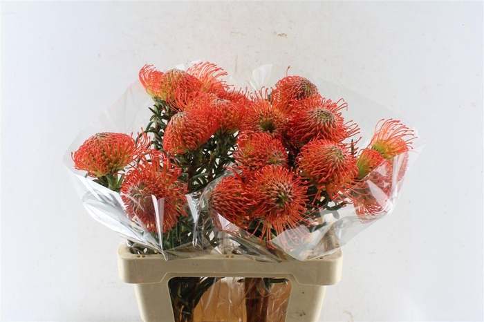 <h4>Leuco Co Succession</h4>