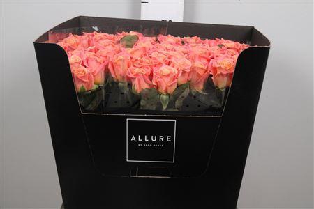 <h4>R Gr Miss Piggy+</h4>