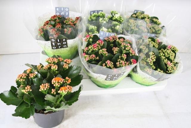 <h4>KAL GE GEM 5 KL</h4>