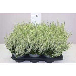 Calluna Beauty Ladies Wit