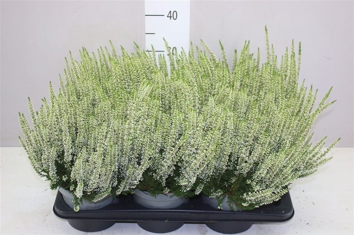 <h4>Calluna Beauty Ladies Wit</h4>