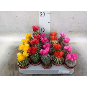 Cactus   ...decorated