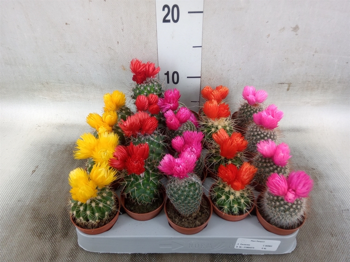 <h4>Cactus   ...decorated</h4>