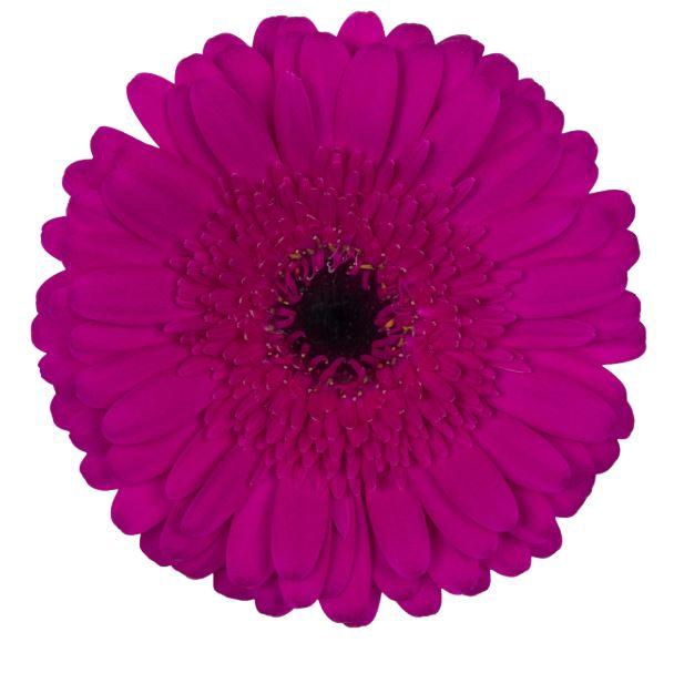 <h4>GE MI RHAPSODY</h4>