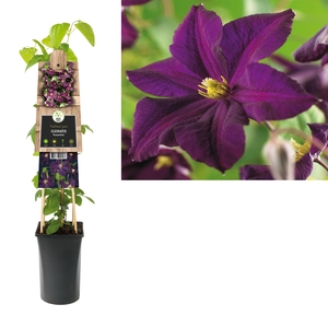 Clematis 'Romantika' +3.0 label