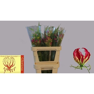 GLORIOSA ROTHSCHILD