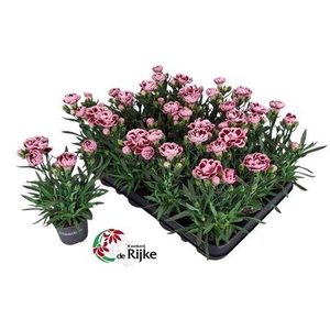 Dianthus overig