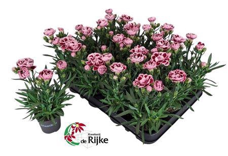 <h4>Dianthus overig</h4>