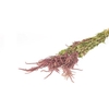 Bunch Amaranthus Slv 200g L60