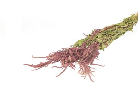 <h4>Bunch Amaranthus Slv 200g L60</h4>