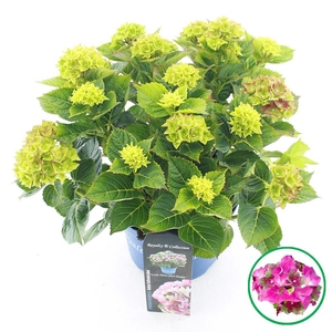 Hydrangea macr. Royalty® 'Lady Mata Hari'® Roze C5 (23cm.) Kn.
