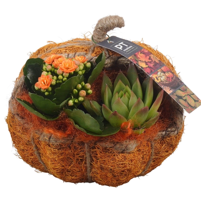 <h4>Arr.   Planten L%</h4>