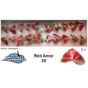 Anthurium Red Amor