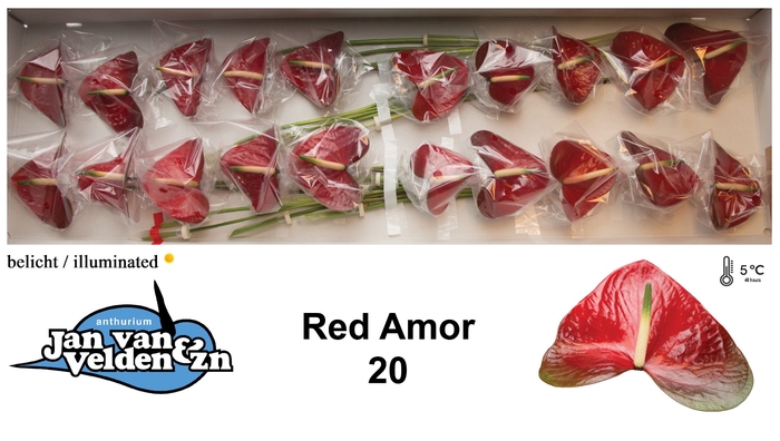 <h4>Anthurium Red Amor</h4>