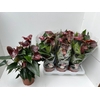 Anthurium Andreanum cognac Essencia