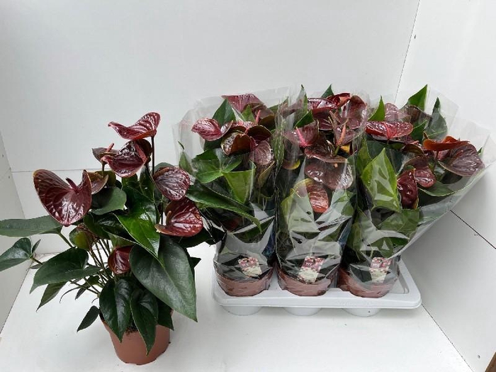 <h4>Anthurium Andreanum cognac Essencia</h4>