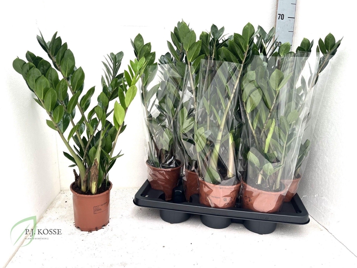 <h4>ZAMIO ZAMIIFOLIA</h4>