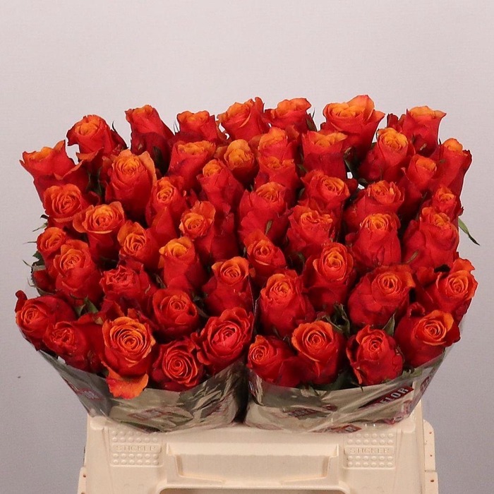<h4>Rosa large espana</h4>
