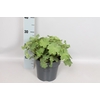 vaste planten 19 cm  Alchemilla mollis Irish Silk