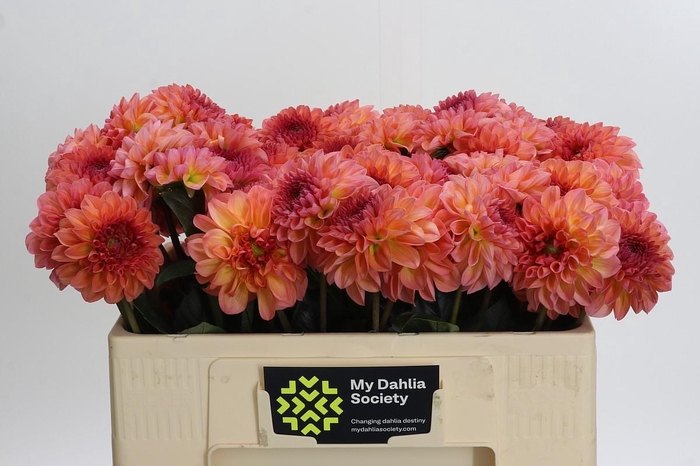 Dahlia Sebastian