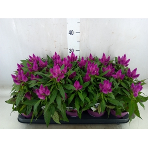 Celosia arg. SP 'Deep Purple'