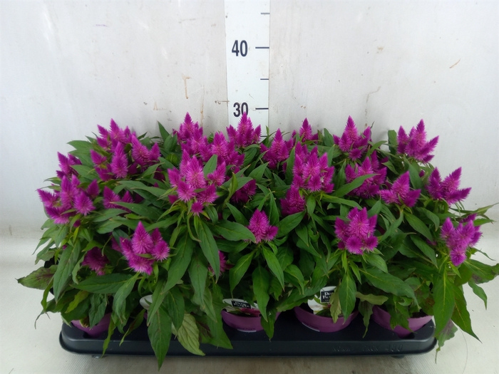 <h4>Celosia arg. SP 'Deep Purple'</h4>