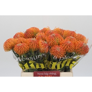 Nutans Ayoba Peach