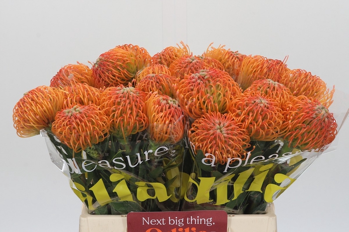 <h4>Nutans Ayoba Peach</h4>