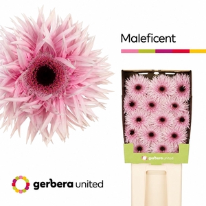 Ge Gs Maleficent+
