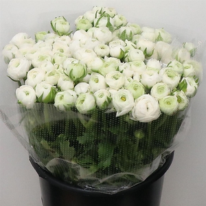 Ran El White Extra (sal)