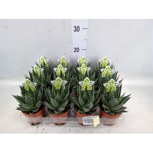 Aloe aristata 'Tiki Tahi'