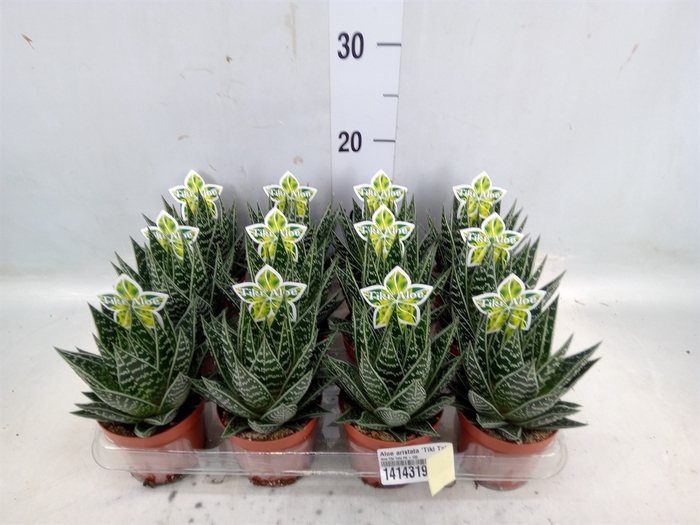 <h4>Aloe aristata 'Tiki Tahi'</h4>