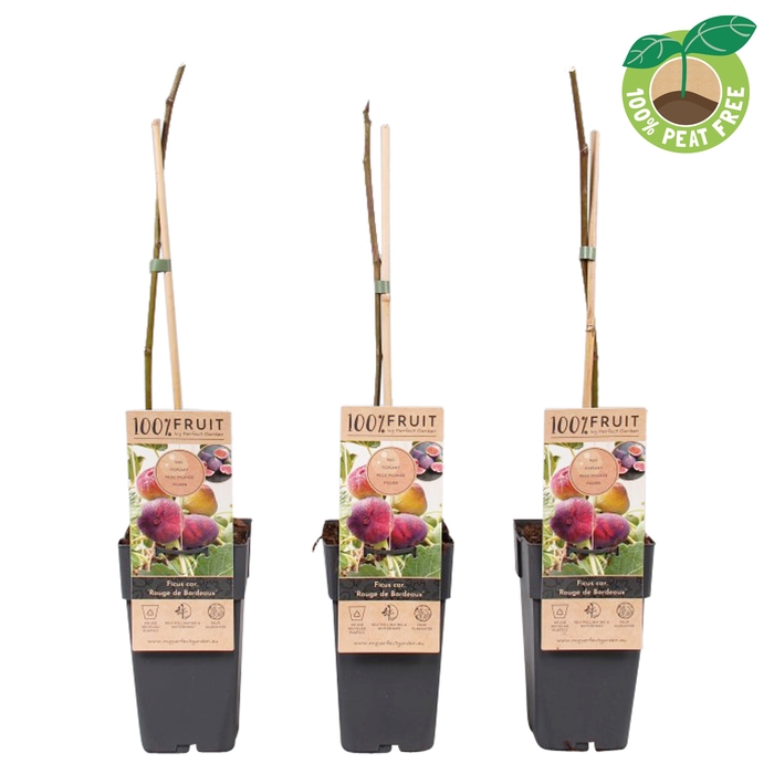 <h4>Ficus Carica Rouge De Bordeaux</h4>